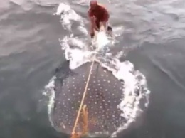 Глядите: мужчины нагло оседлали китовую акулу