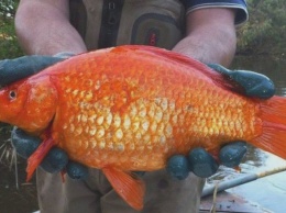 Несказочные золотые рыбки, обживаясь в озерах, едят других