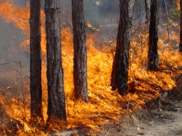 Неравнодушные отдыхающие самостоятельно потушили пожар леса на Кинбурнской косе