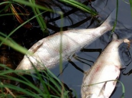 В центре Чернигова в Стрижне всплыла мертвая рыба