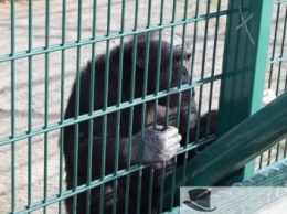 В одесском биопарке зверей бьют электрическим током и держат под палящим солнцем (ФОТО)