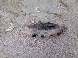 На пляже в Кирилловке погибло животное из Красной книги (фото)