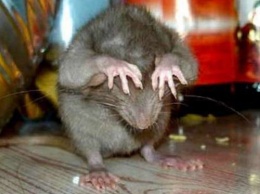 Ученые: Марихуана вызывает лень и утрату когнитивных способностей у крыс