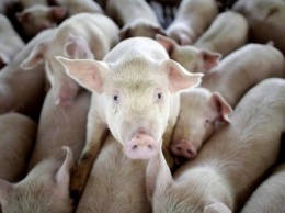 Африканская чума свиней снова на Полтавщине