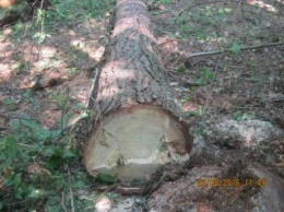 Лесонарушитель на Житомирщине нанес вред лесу на 42 тыс. грн