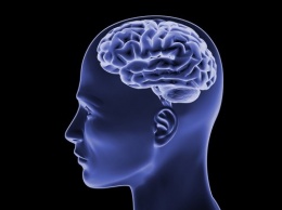 Ученые: Новая методика поможет лучше изучить работу мозга