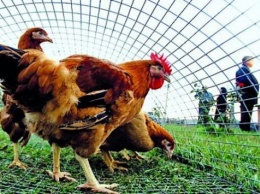 Украина попала в тройку поставщиков курятины в ЕС
