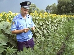Житель Бердянского района замаскировал посевы конопли среди подсолнечника