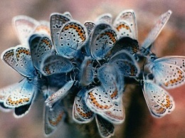 Исчезнувшая популяция бабочек волшебным образом «воскресла» на территории Великобритании