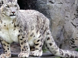 В Николаевском зоопарке заговорили об усилении мер безопасности и видеонаблюдении после циничного отравления животных