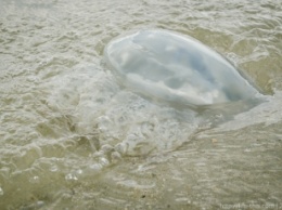 В Кирилловке выловили медузу огромных размеров (видео)