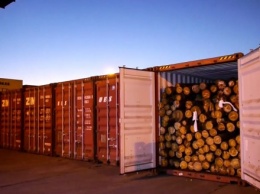 Одесская таможня заблокировала незаконный вывоз 500 тонн леса в Китай