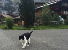 Кошка спасла жизнь человеку, заблудившемуся в Альпах