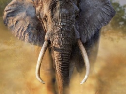 Браконьеры уничтожили треть африканских слонов за семь лет