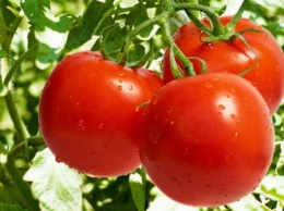 Ученые нашли в томатах рецептор, отвечающий за борьбу с новыми пятнами