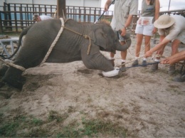 Слоненок едва родился, а люди уже втыкают в него ножи. Пройдут годы, и он выйдет на арену