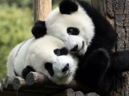 Ученые: Большие панды стали считаться «уязвимым» видом вместо «вымирающего»