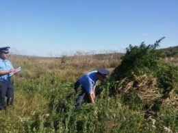 На Николаевщине ликвидировали "урожай" конопли стоимостю 3 млн. гривен (ФОТО, ВИДЕО)