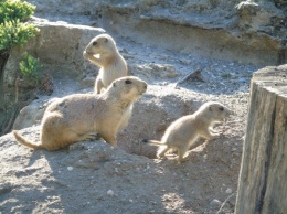 В бердянском зоопарке пополнение малышей