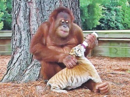 Орангутан стал заботливым приемным отцом для трех маленьких тигрят (ВИДЕО)