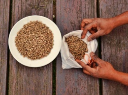 Количество пригодных для выращивания кофе земель сократится вдвое в ближайшие 30 лет - исследование