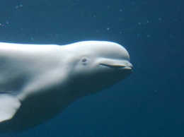 Ученые при помощи дрона сняли редкие кадры с белыми китами