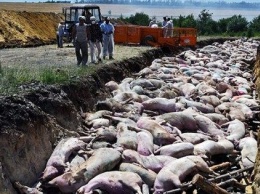 Предприятие "Техмет-Юг" травит жителей Воскресенского вонью от сожжения свиней