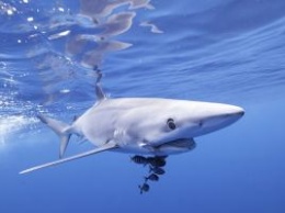 Испания закрыла пляжи из-за визита синих акул