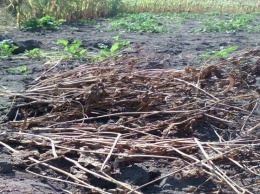 Житель Одесской области выращивал наркотический мак в кукурузном поле