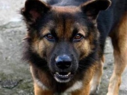 В Николаеве член добровольного объединения стрелял в бродячих собак, чтобы напугать их