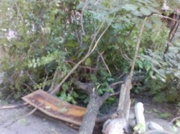 В Запорожье упавшее во дворе дерево разломало лавочку пополам, - ФОТО