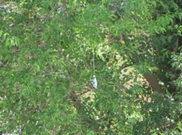Кременчугские пожарные «спасали» застрявший на дереве утюг (ФОТО)