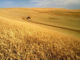На Северном Кавказе были побиты рекорды по сбору урожая зерновых
