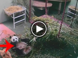 Неуклюжая панда рассмешила интернет (ВИДЕО)