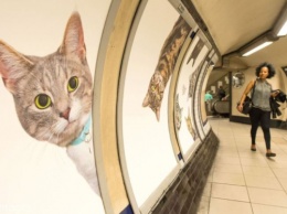 Группа энтузиастов забрендировала станцию Лондонского метро котами с помощью кампании на Kickstarter
