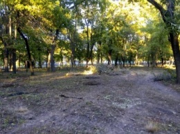 В краматорском парке Пушкина происходит массовая вырубка деревьев