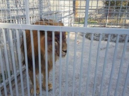 По дороге из Сартаны в мариупольских зоопарк травмировался молодой лев Акай (ФОТО)