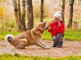 Ученые: Дети не понимают всей опасности напуганных собак
