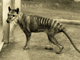В Австралии камера зафиксировала «воскресшего» тасманийского тигра