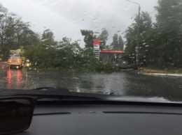 Непогода: Огромное дерево перекрыло выезд с поселка Котовского, на Таирова - потоп (ФОТО)