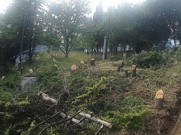 СМИ назвали заказчиков скандальной вырубки деревьев в Гурзуфе