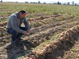 В ДНР фермеры вынуждены платить за каждый гектар своей земли
