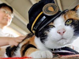 В Японии похоронили кошку, которая работала начальником вокзала