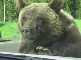 Медведи-автостопщики - явление распространенное