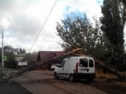 В Симферополе дерево упало на автомобиль и поломалось о крышу (ФОТОФАКТ)