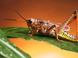 Почему в мире так много видов насекомых, но людей - мало?