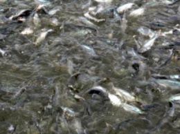 В соцсетях комментируют экологическое бедствие с гибелью рыбы в Молочном лимане