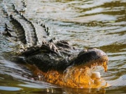 Оказывается, крокодилы тоже любят горки. Водные, конечно