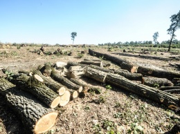 Власть игнорирует уничтожение тысячи гектаров леса в Одесской области (фото)