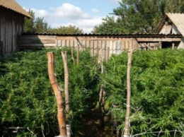 Альтернативный агросектор: на Херсонщине пенсионер растил плантации марихуаны